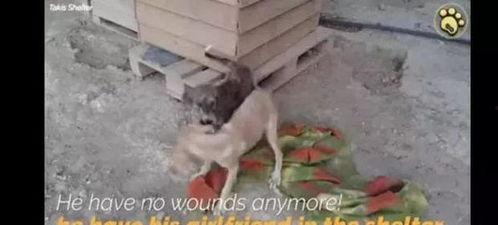 亚洲交配视频,自然界的繁衍生息奥秘揭秘