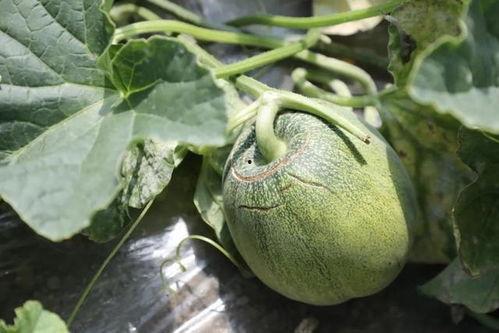 吃瓜蘑菇网,带你领略网络世界的奇妙之旅