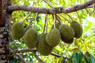 国产榴莲视频导航,带你领略热带果王的多面魅力