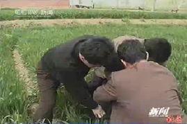 亚洲狮捕捉视频,野性十足的自然奇观